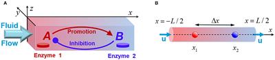 Effects of an Imposed Flow on Chemical Oscillations Generated by Enzymatic Reactions
